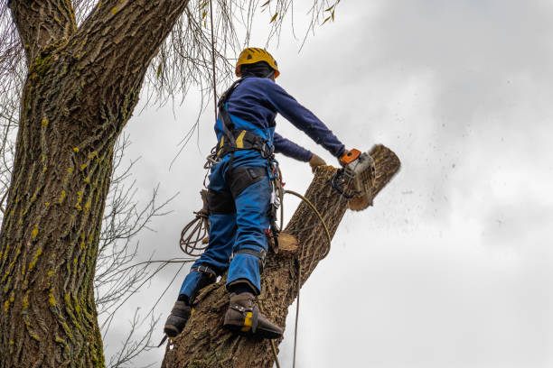 Best Local Tree Services  in Palos Heights, IL